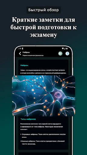 Скриншот 7 — Краткая Физиология | Человек