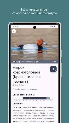 Скриншот 2 — Птицы Средней Волги
