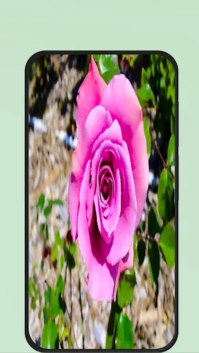 Скриншот 2 — Rose Flower Pic