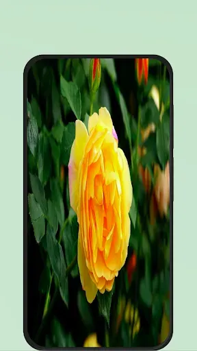 Скриншот 4 — Rose Flower Pic