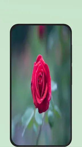 Скриншот 8 — Rose Flower Pic