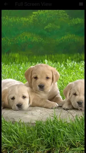 Скриншот 7 — Dog Wallpaper