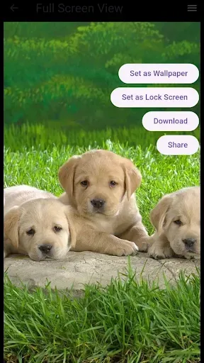 Скриншот 8 — Dog Wallpaper
