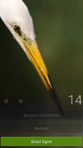 Скриншот 2 — Little Bird Quiz: Aves Europe