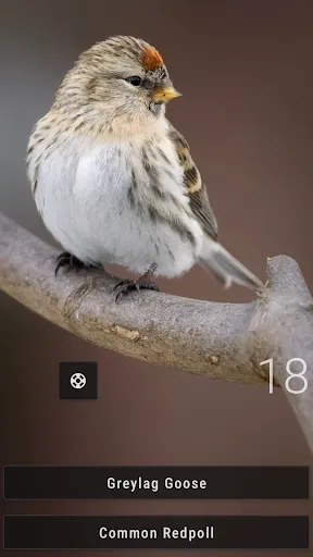 Скриншот 3 — Little Bird Quiz: Aves Europe
