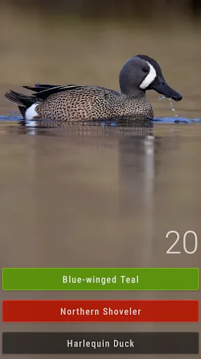 Скриншот 4 — Little Bird Quiz: Aves Europe