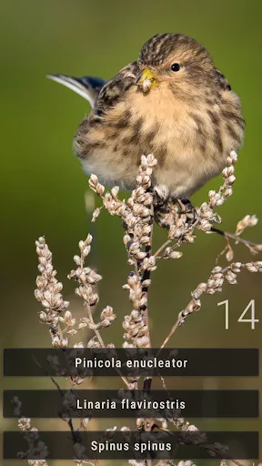 Скриншот 5 — Little Bird Quiz: Aves Europe