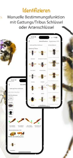 Скриншот 2 — Wildbienen Id BienABest