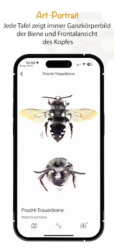 Скриншот 4 — Wildbienen Id BienABest