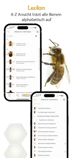 Скриншот 6 — Wildbienen Id BienABest