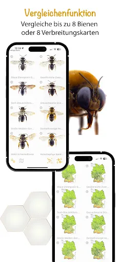 Скриншот 7 — Wildbienen Id BienABest