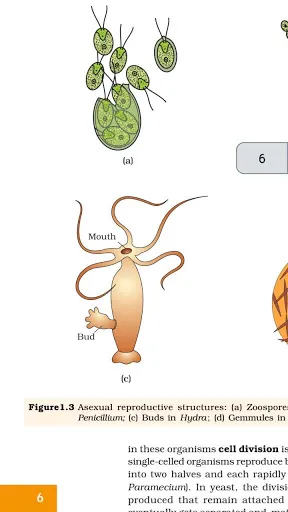 Скриншот 1 — Class 12 Biology NCERT Book