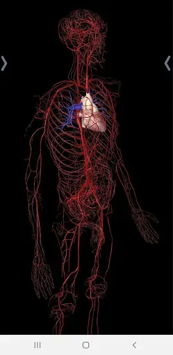 Скриншот 3 — Essential Anatomy 5