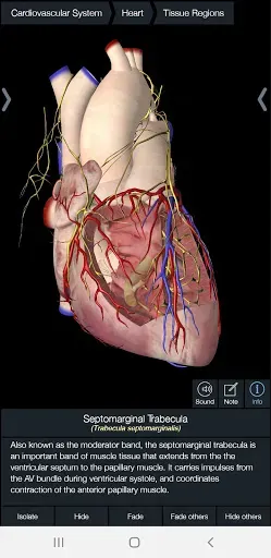 Скриншот 4 — Essential Anatomy 5