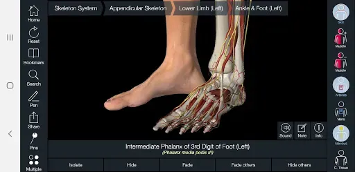 Скриншот 5 — Essential Anatomy 5