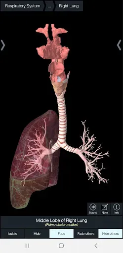Скриншот 6 — Essential Anatomy 5