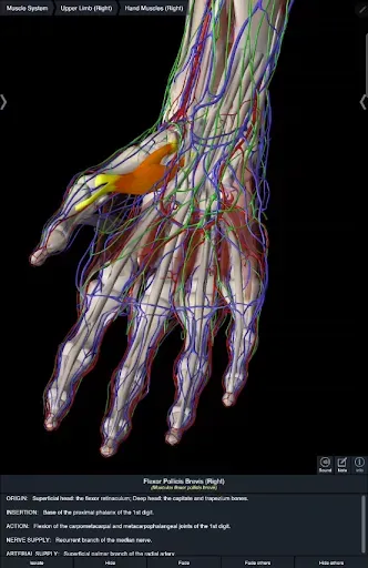 Скриншот 8 — Essential Anatomy 5