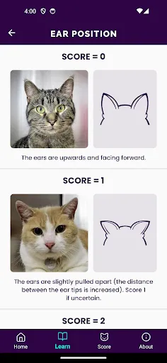 Скриншот 2 — Feline Grimace Scale