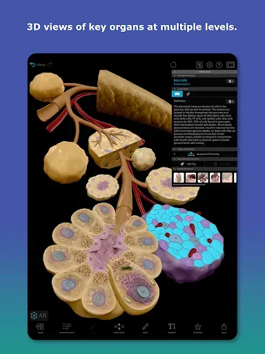 Скриншот 7 — Human Anatomy Atlas 2026
