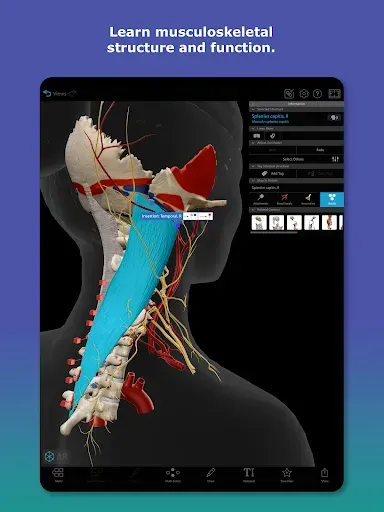 Скриншот 8 — Human Anatomy Atlas 2026