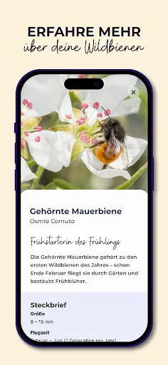 Скриншот 4 — MyBeeHome: Wildbienen Zuhause