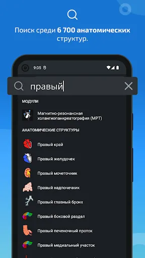 Скриншот 3 — IMAIOS e-Anatomy