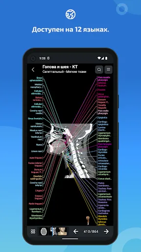 Скриншот 7 — IMAIOS e-Anatomy