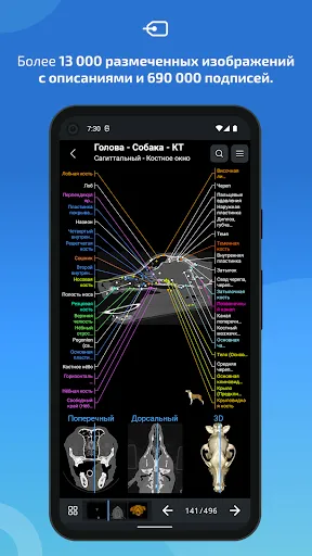 Скриншот 2 — IMAIOS vet-Anatomy