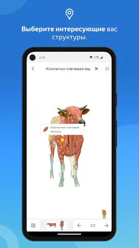 Скриншот 4 — IMAIOS vet-Anatomy