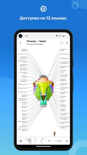 Скриншот 7 — IMAIOS vet-Anatomy