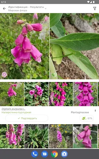 Скриншот 6 — PlantNet Plant Identification