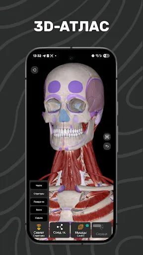Скриншот 1 — Easy Anatomy 3D