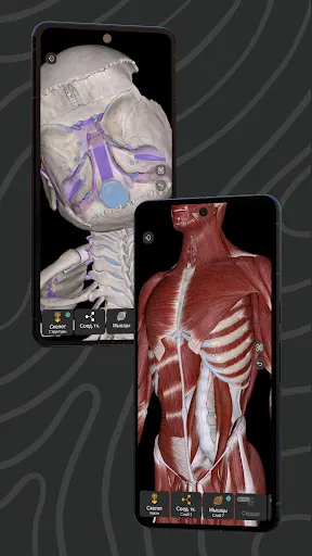 Скриншот 2 — Easy Anatomy 3D