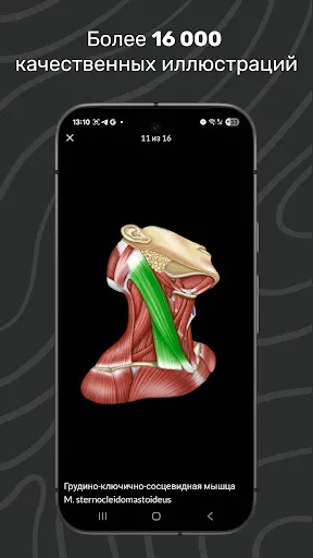 Скриншот 3 — Easy Anatomy 3D