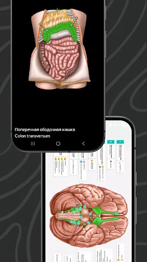Скриншот 4 — Easy Anatomy 3D