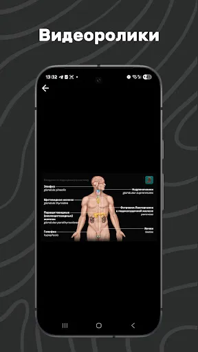 Скриншот 5 — Easy Anatomy 3D