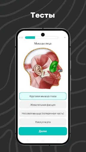Скриншот 6 — Easy Anatomy 3D