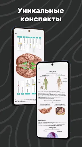 Скриншот 7 — Easy Anatomy 3D