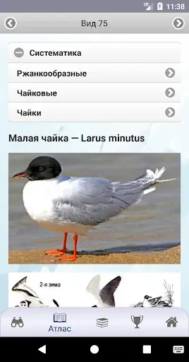 Скриншот 5 — ЭкоГид: Птицы средней полосы