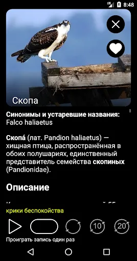 Скриншот 3 — Птицы России PRO