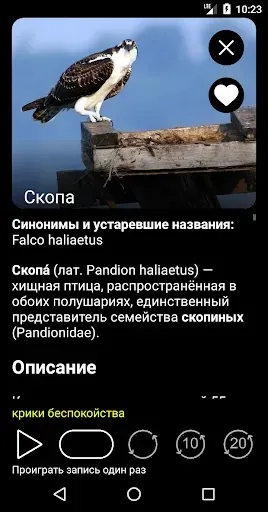 Скриншот 3 — Голоса птиц России PRO