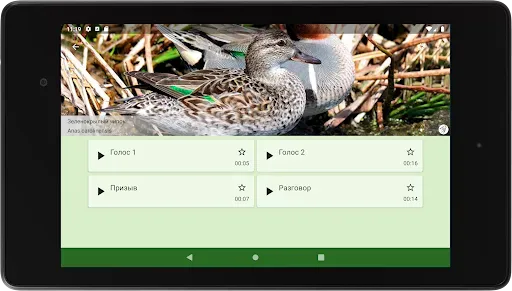 Скриншот 6 — Прогрессивный Утиный манок