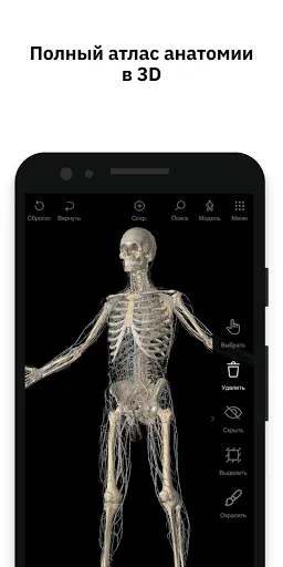 Скриншот 1 — Pirogov Anatomy