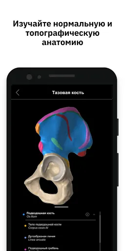 Скриншот 2 — Pirogov Anatomy
