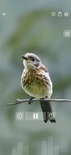 Скриншот 2 — Звуки птиц: Bird Sounds