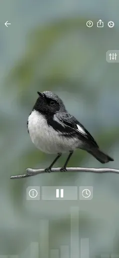 Скриншот 3 — Звуки птиц: Bird Sounds