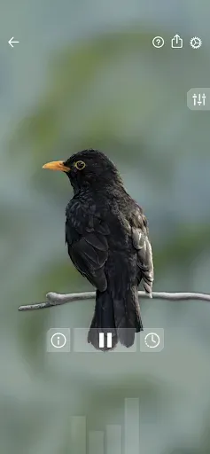 Скриншот 4 — Звуки птиц: Bird Sounds