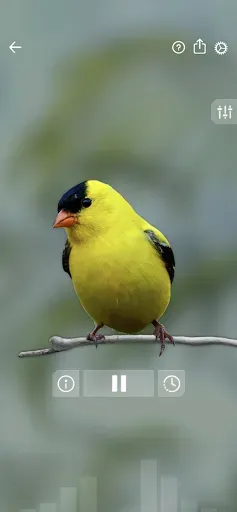 Скриншот 5 — Звуки птиц: Bird Sounds