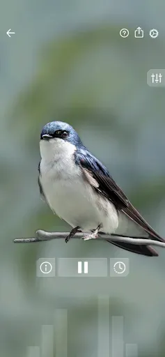 Скриншот 6 — Звуки птиц: Bird Sounds